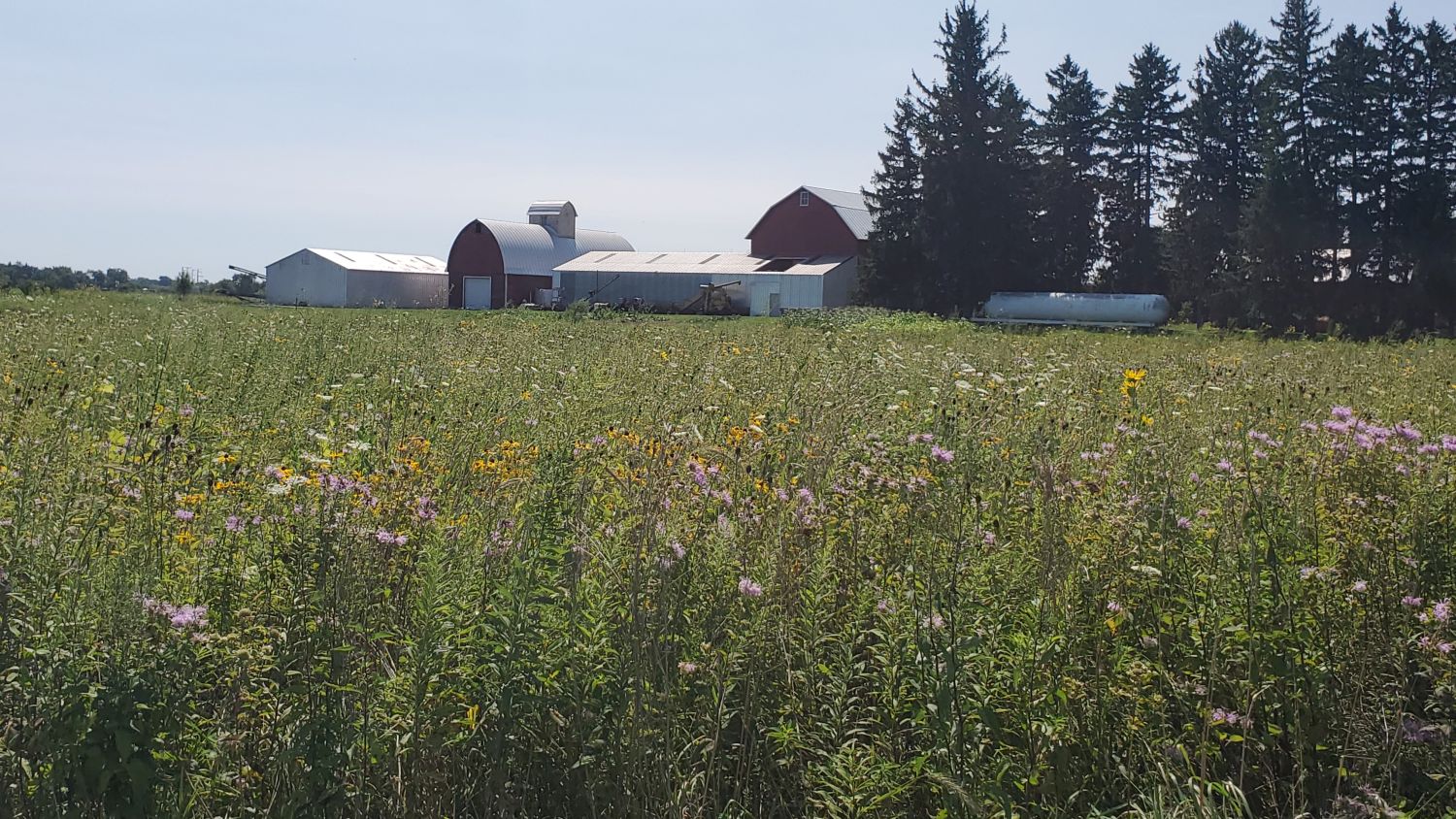 Muirhead Forest Preserve 